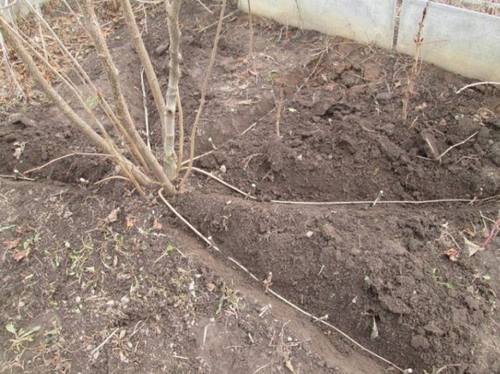 Резници от лешници Размножаване на леска чрез наслояване