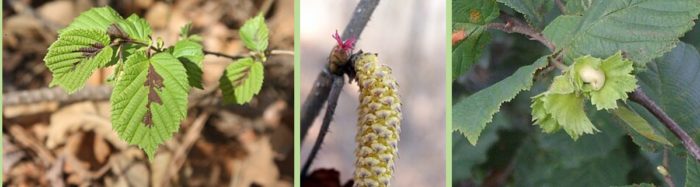 Лешник Листа, реси и плодове на леска