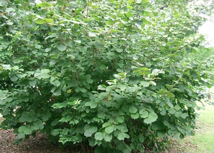 Лешник Лешник