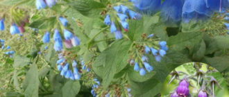 Цветя от черен оман