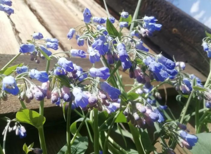 Оман в цветна леха