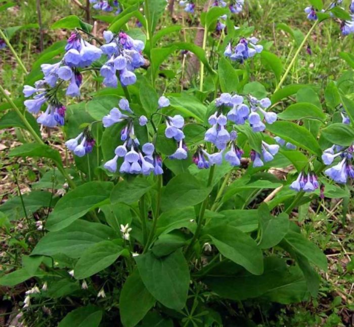 Храсти от черен оман