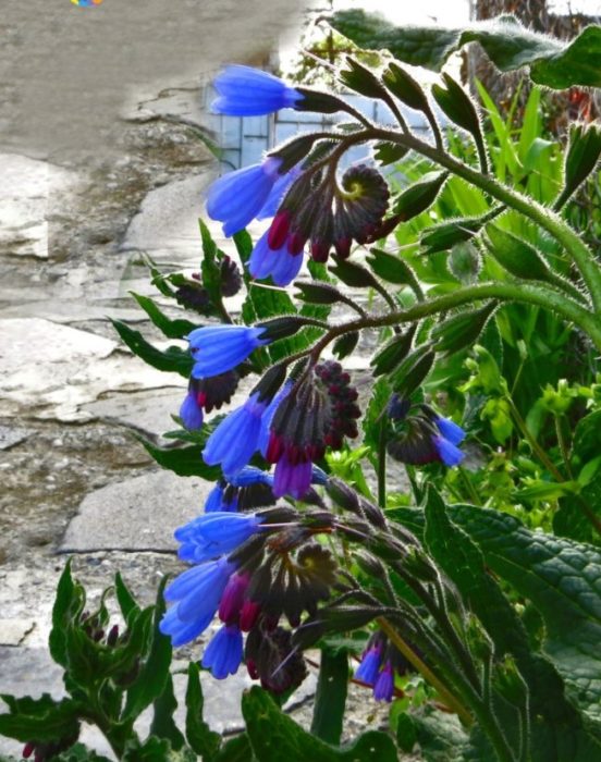 Син черен оман