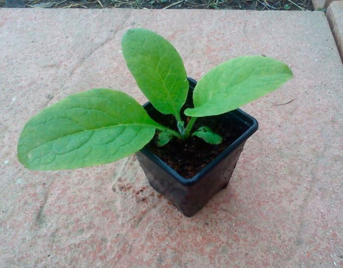 Разсад от черен оман