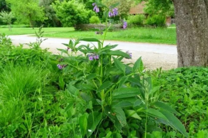 Оман до дърво