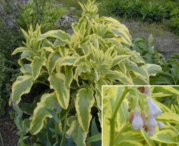 Сорт Аксминстър Голд