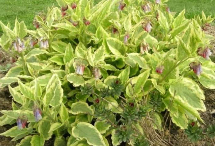 Сорт черен оман Belsay Gold