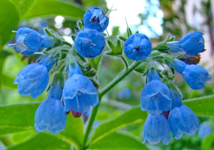 Цветя от сорта Eminence