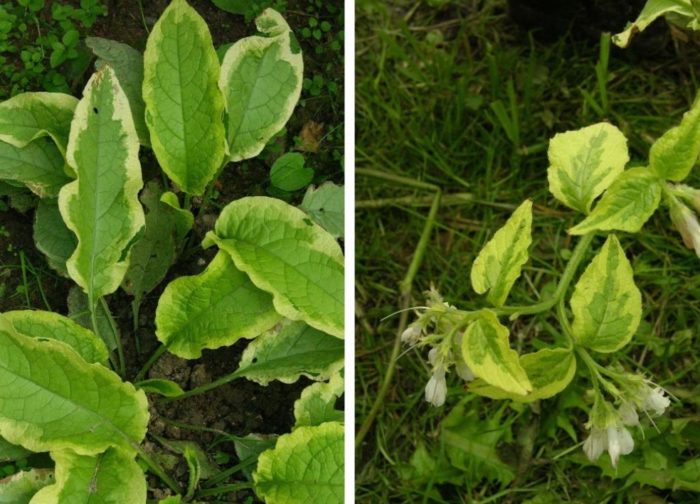 Кофрей Голдсмит