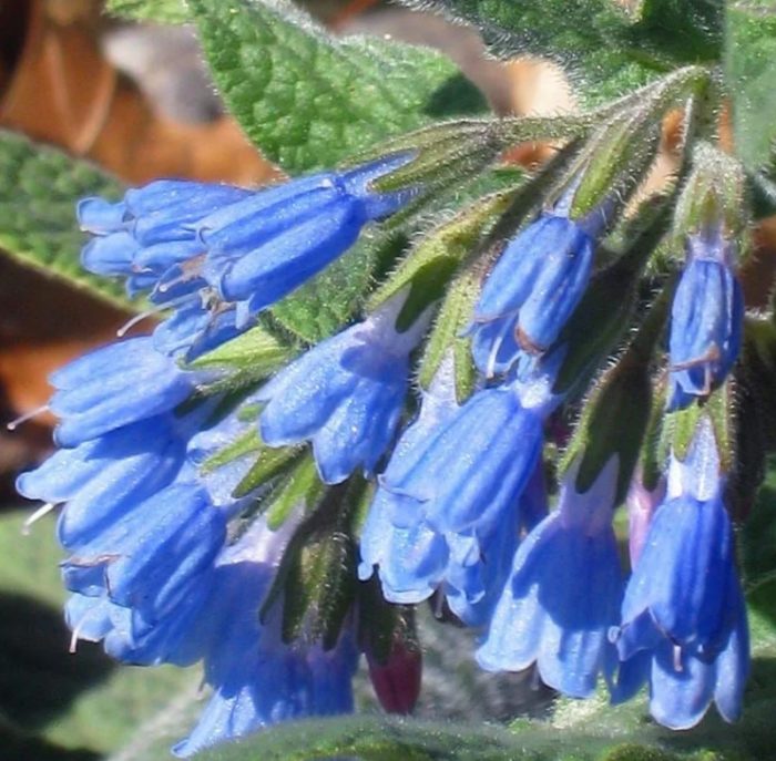 Сорт оман Хидкот Блу