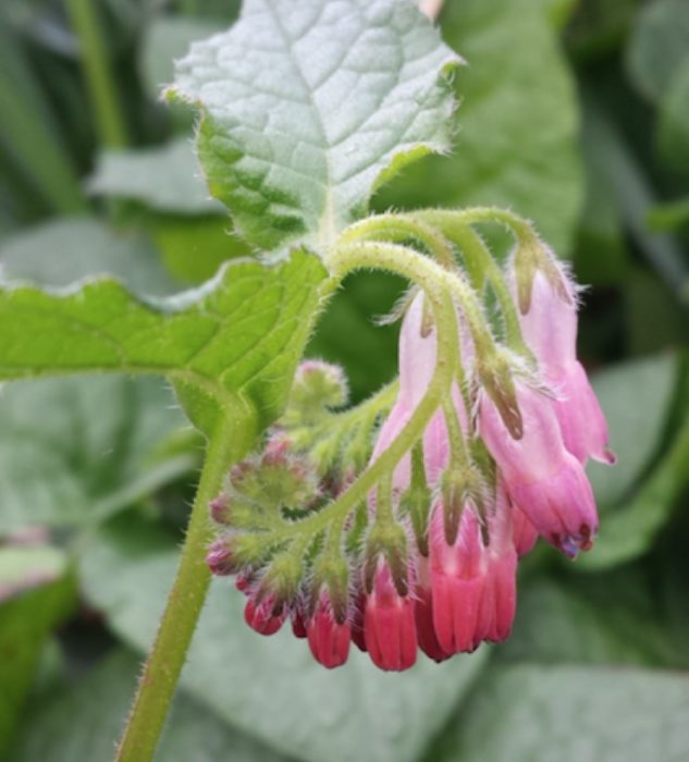 Хидкот Пинк