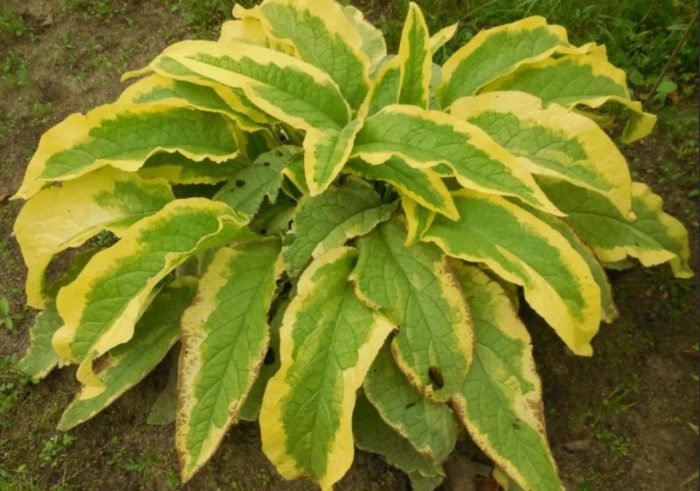 Сорт черен оман Ламбрук Сънрайз