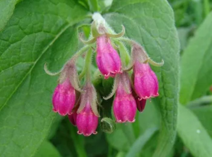 Сорт черен оман Langthorns Pink