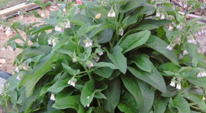 Сорт оман Розеум