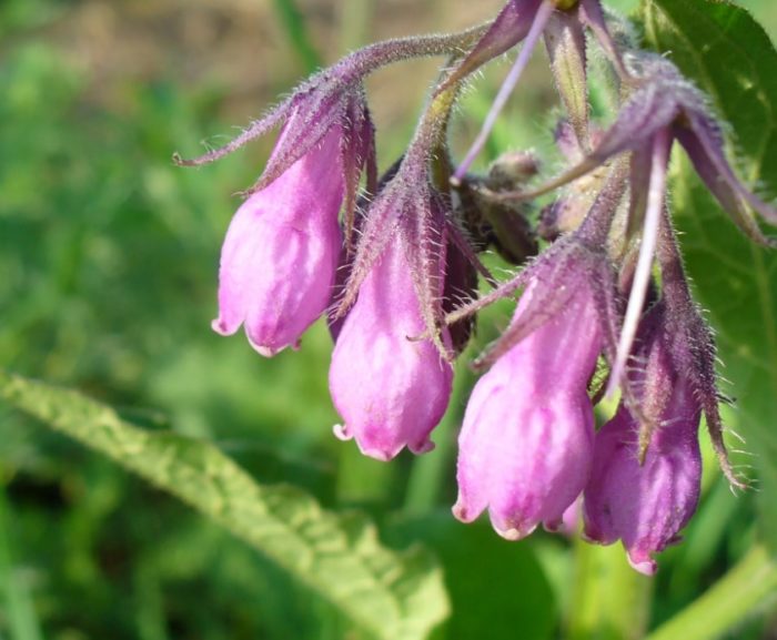 Сорт Рубрум