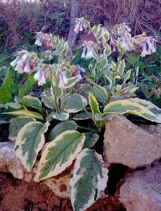 Разнообразие Variegatum