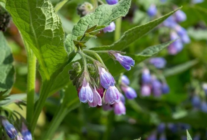 Съцветие на кавказкия оман