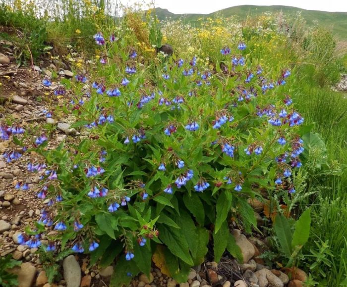 Кавказки оман