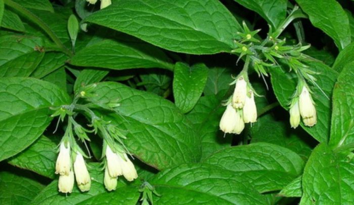 Грудковиден оман