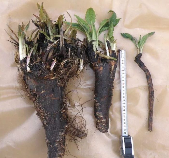 Корени от черен оман