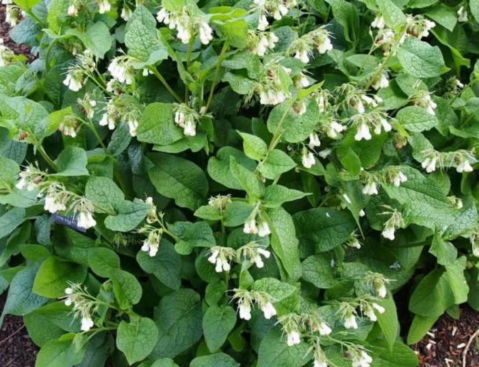 Едроцветен оман