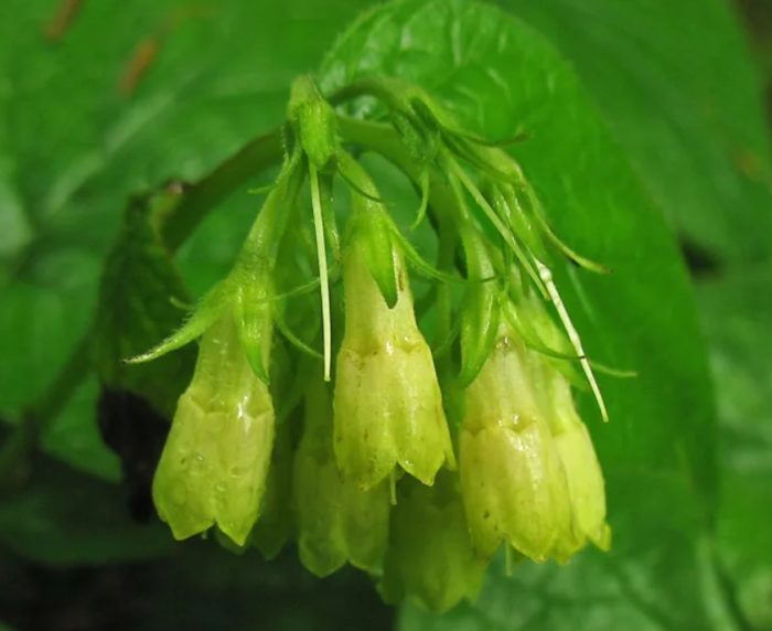 Цветя от черен оман във формата на сърце