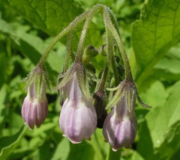 Планински оман