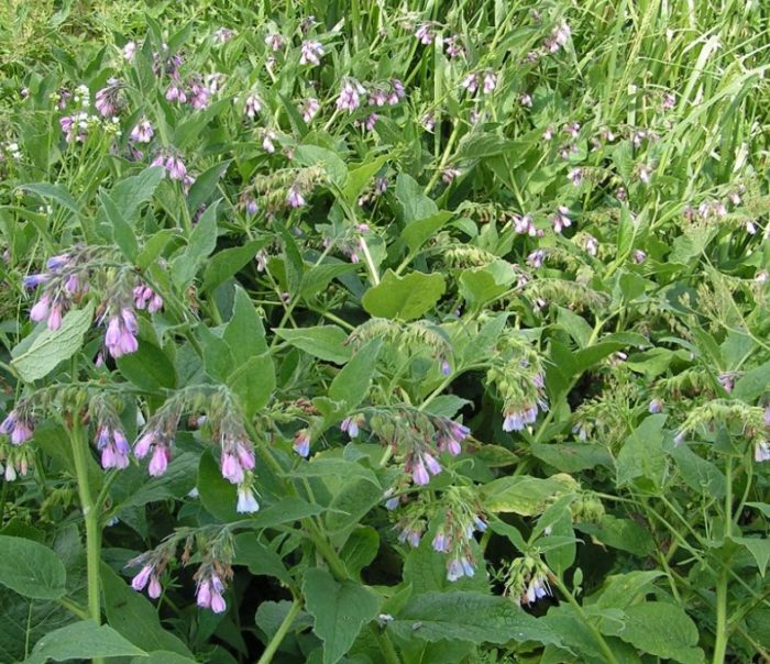 Планински оман