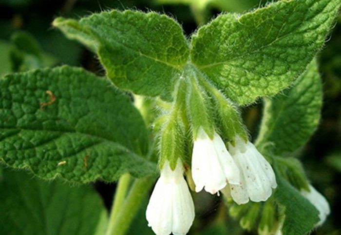 Ориенталски цветове на черен оман