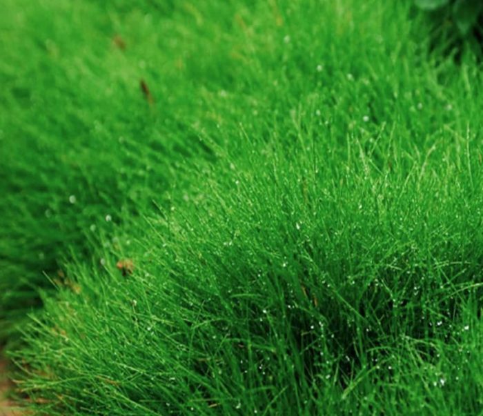 Извита трева