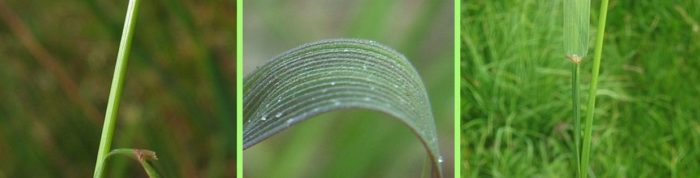 Листа от бентаграс