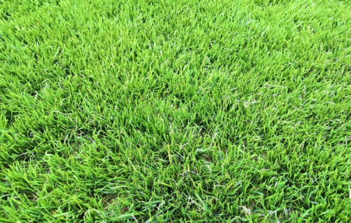 Трева от бентграс