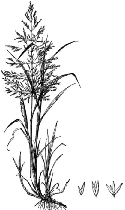 Ботаническа илюстрация на гигантска бентаграс