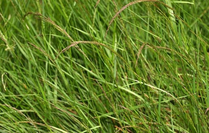 Бентграс сорт Алфа