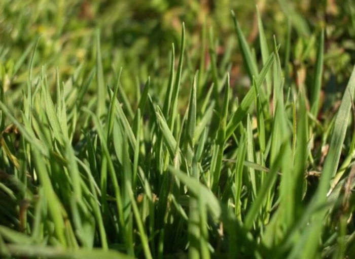 Сорт Бентграс Кобра Нова