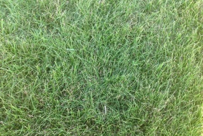 сорт Бентграс Кроми