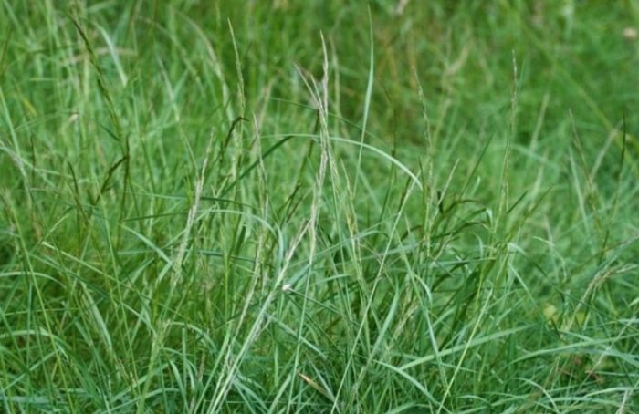 Сканди сорт