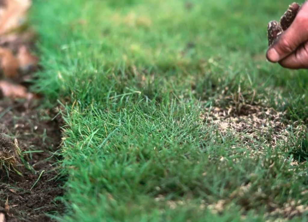 Засяване на бентаграс