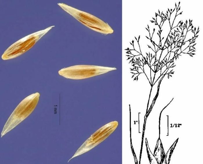 Семена от бентаграс