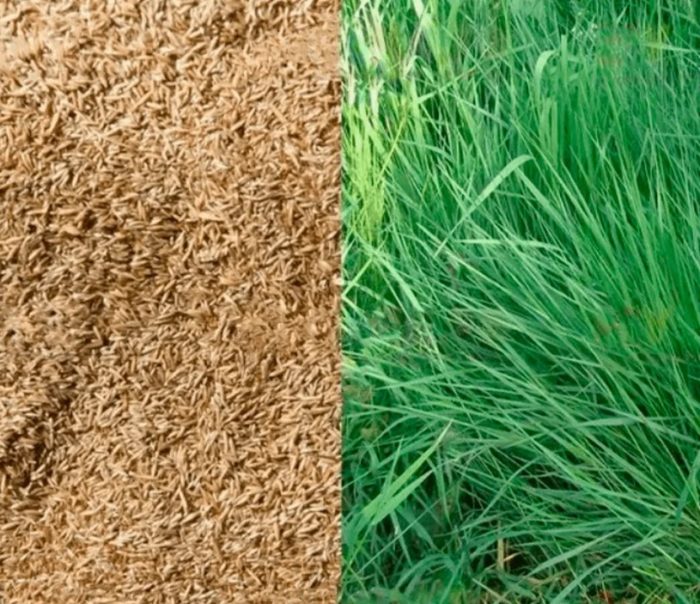 Семена от бентаграс