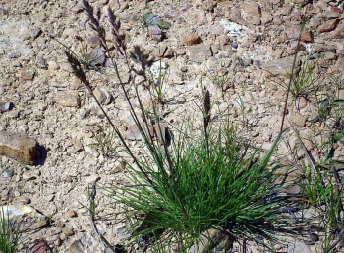 Кучешка бентграс