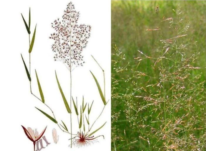 Тънка бентаграс