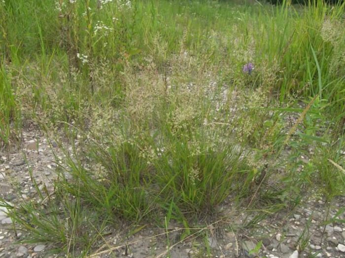 Лозов бентрас