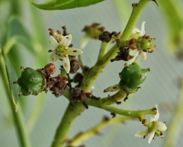 Поникване на плодове