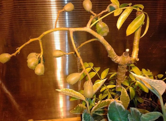 Дърво с плодове