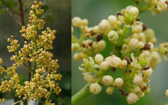 Цъфтеж на Амбарела