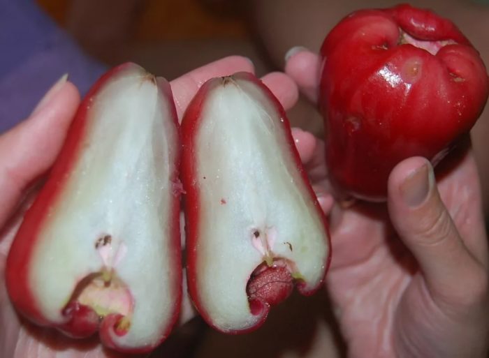 Плодът на Чомпу в напречно сечение