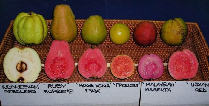 Различни видове гуава