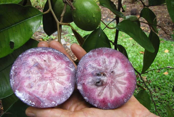 Плод Каинито