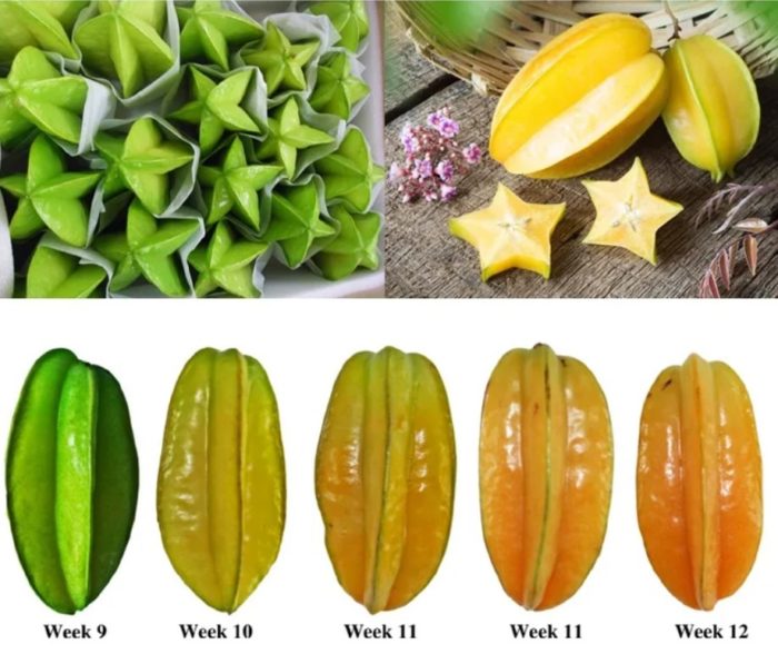 Карамбола с различна степен на зрялост